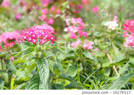 Pentas flowers 16276527