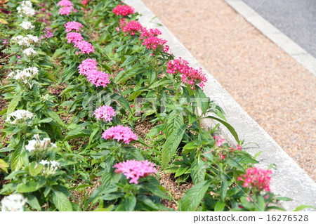 Pentas flowers 16276528