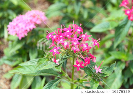 Pentas flowers 16276529