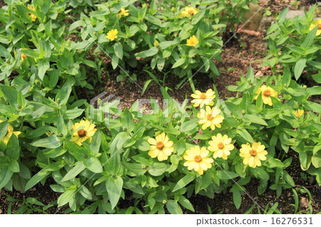 百日草花 百日草花 16276531