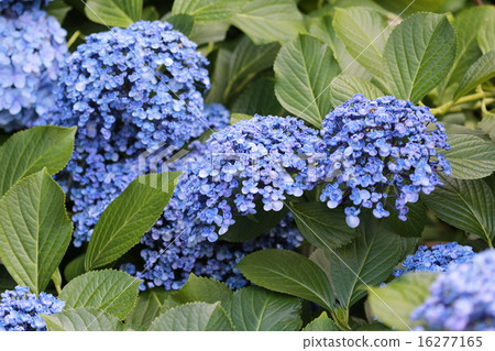 Vortex hydrangea 16277165