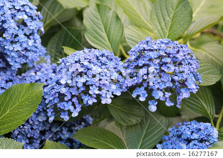 旋渦繡球花 16277167