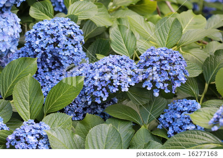 旋渦繡球花 旋渦繡球花 16277168