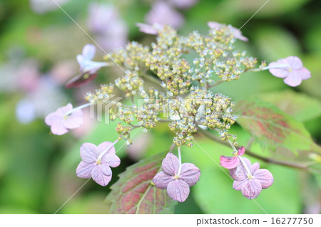 hydrangea flower hydrangea flower 16277750