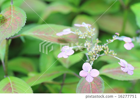 hydrangea flower hydrangea flower 16277751