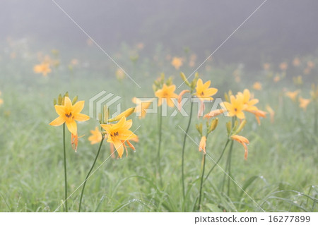 黃花菜 16277899