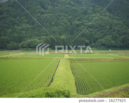 稻田的米領域和山綠色 16277925