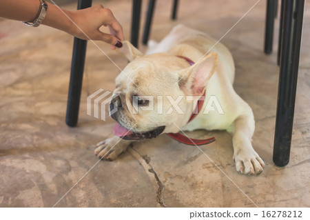 Smart French Bulldog sitting and looking 16278212