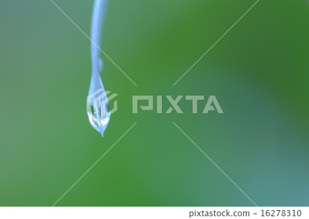 Drop of Himee furo leaves 16278310