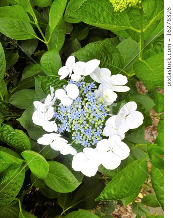 Hydrangea Hydrangea 16278326