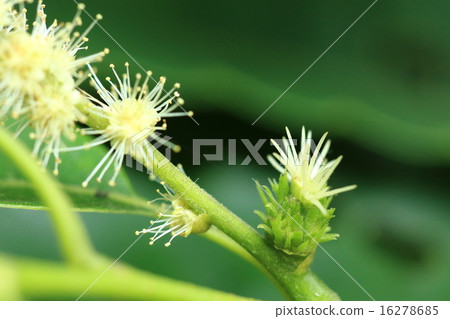 There were female flowers at the root of the tress of natural plant chestnut, male flower. It is a figure that seems to be an Ige There were female flowers at the root of the tress of natural plant chestnut, male flower. It is a figure that seems to be an Ige 16278685