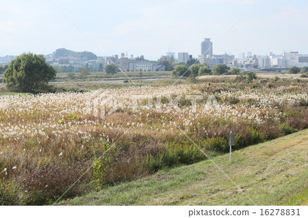 玉川Kawahara聖地Sakuragaoka的看法 16278831