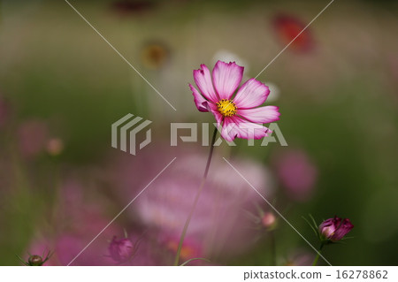 宇宙舞蹈 宇宙舞蹈 16278862