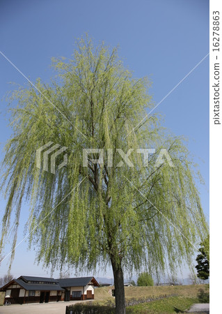 楊柳和新鮮的綠色藍天在松城城堡廢墟的 16278863