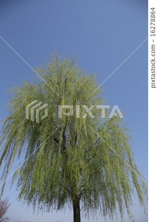 楊柳和新綠色藍天 楊柳和新綠色藍天 16278864