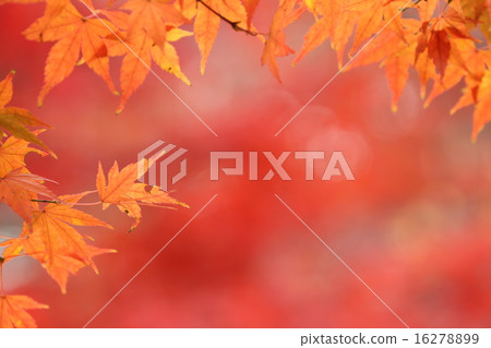 Impression of autumn Impression of autumn 16278899
