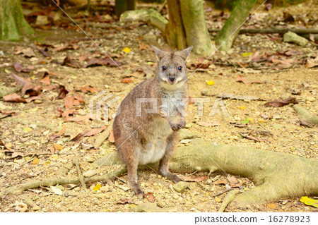 Palma wallaby Palma wallaby 16278923