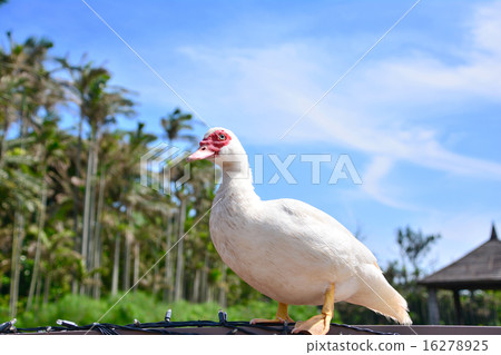 鴨子病毒 鴨子病毒 16278925