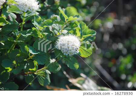 錦葵繡線菊 16278930