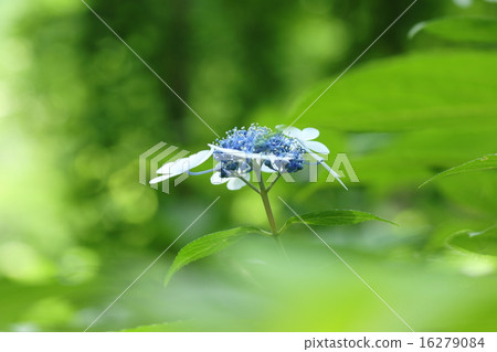 Yamah hydrangea Yamah hydrangea 16279084