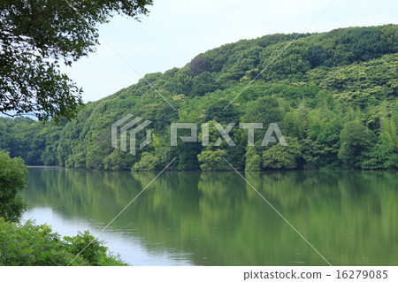 Fresh green and pond 16279085