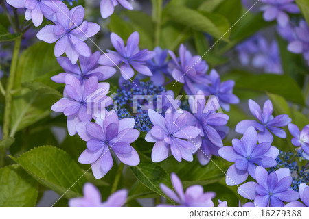 西方繡球花紫色 西方繡球花紫色 16279388