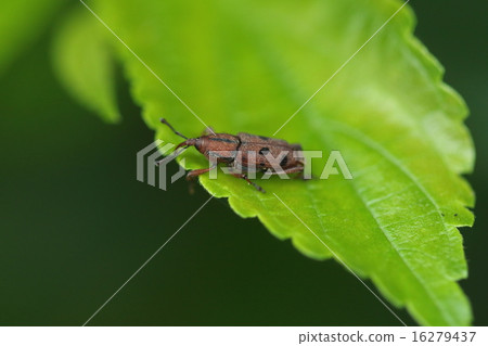 生物昆蟲Tohoshi Oza象鼻蟲，一種帶有美麗的啞光azuki bean的小豆豆① 16279437