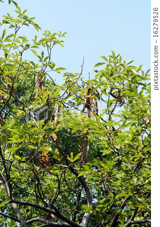 After Kogannausen · flower 16279526