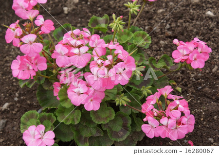 天竺葵粉紅色 天竺葵粉紅色 16280067