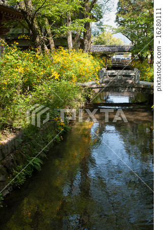 Matsuo Taisha Yamabuki Matsuo Taisha Yamabuki 16280111