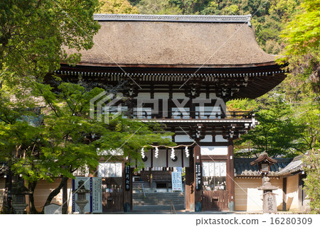 Matsuo Taisha Shrine 16280309