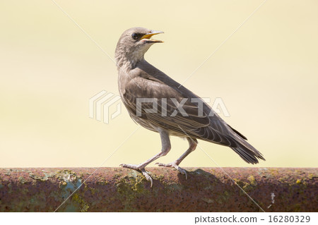 Juvenile European Starling (Sturnus vulgaris) 16280329