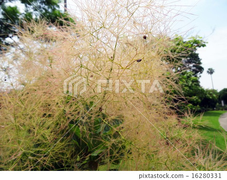 煙樹 煙樹 16280331