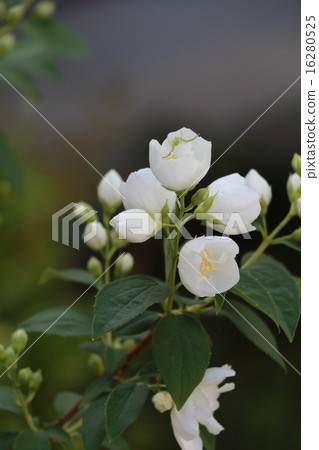 Philadelphus Philadelphus 16280525