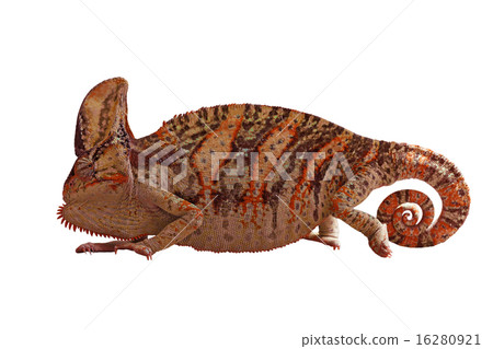 chameleon or calyptratus on white background 16280921