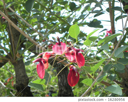 適合夏天的花朵。 Deigo激情美國花紅色花 適合夏天的花朵。 Deigo激情美國花紅色花 16280956