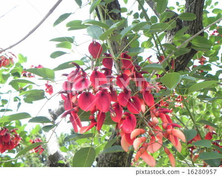 Perfect for summer flowers. Red flower of passion American flower of Deigo  Perfect for summer flowers. Red flower of passion American flower of Deigo 16280957
