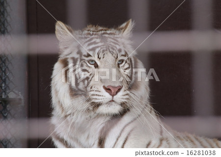 White Tiger   16281038