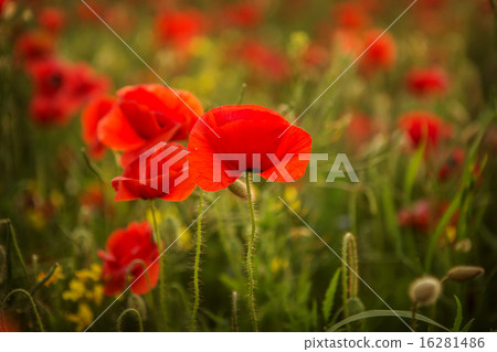 Poppies at sunset 16281486