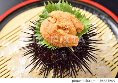 海膽 16281609