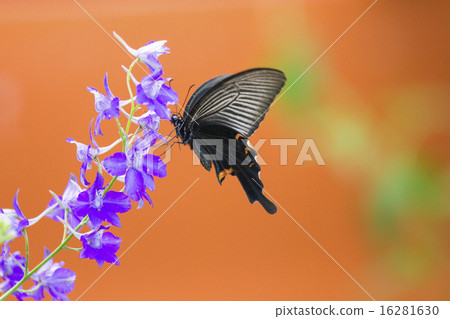 Clownfly和橙色 16281630