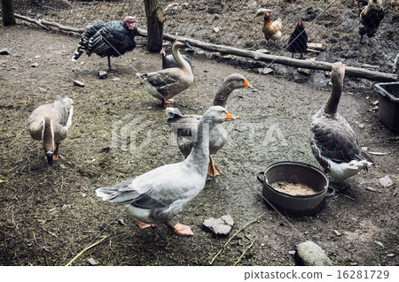 Geese, chickens and turkeys on the farm Geese, chickens and turkeys on the farm 16281729