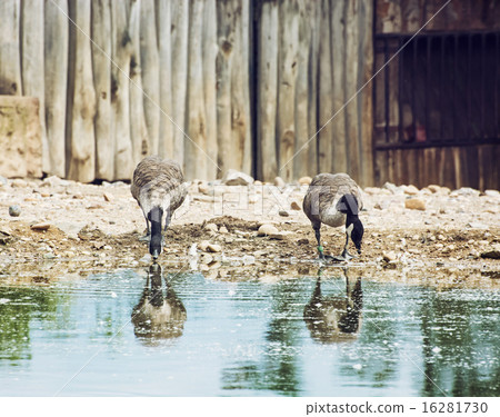 Two beautiful geese with reflection in water Two beautiful geese with reflection in water 16281730