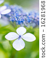 繡球 16281968