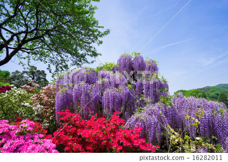 Ashikaga is a flower park wisteria 16282011