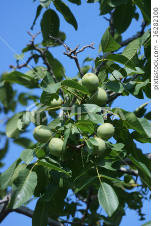 There is that walnut in this fruit of walnut. 16282100