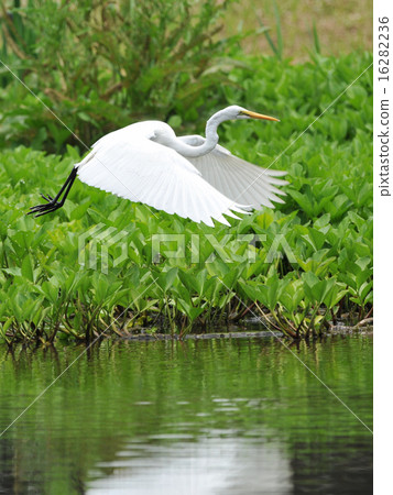 Tusks of the pond Tusks of the pond 16282236