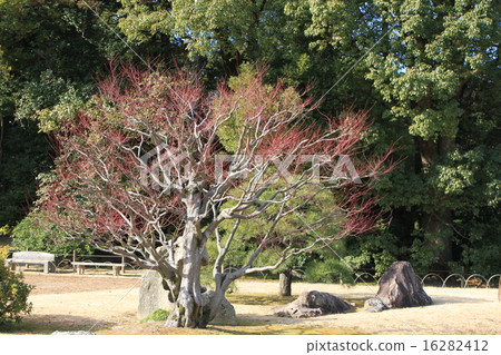 Acer palmatum Acer palmatum 16282412
