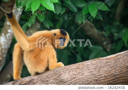 Yellow-cheeked gibbon female, Nomascus gabriellae  16282438