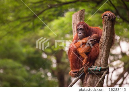 Orangutan in the Singapore Zoo 16282443